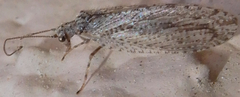 Micromus variolosus