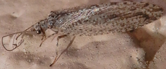 Micromus variolosus
