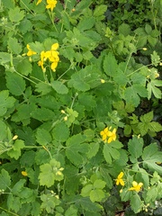 Chelidonium majus