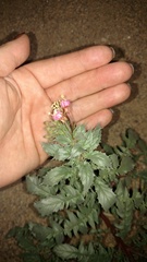 Chylismia claviformis