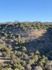 Juniperus coahuilensis