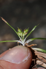 Carex tonsa