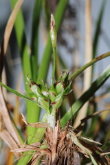 Carex tonsa