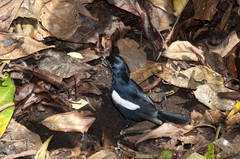 Copsychus sechellarum