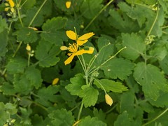 Chelidonium majus