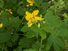Chelidonium majus