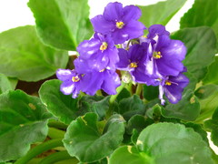 Streptocarpus ionanthus