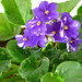 African Violet - Photo (c) frogdog, some rights reserved (CC BY-NC)