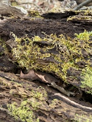 Entodon cladorrhizans