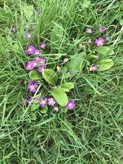 Primula vulgaris rubra
