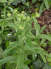 Lepidium draba