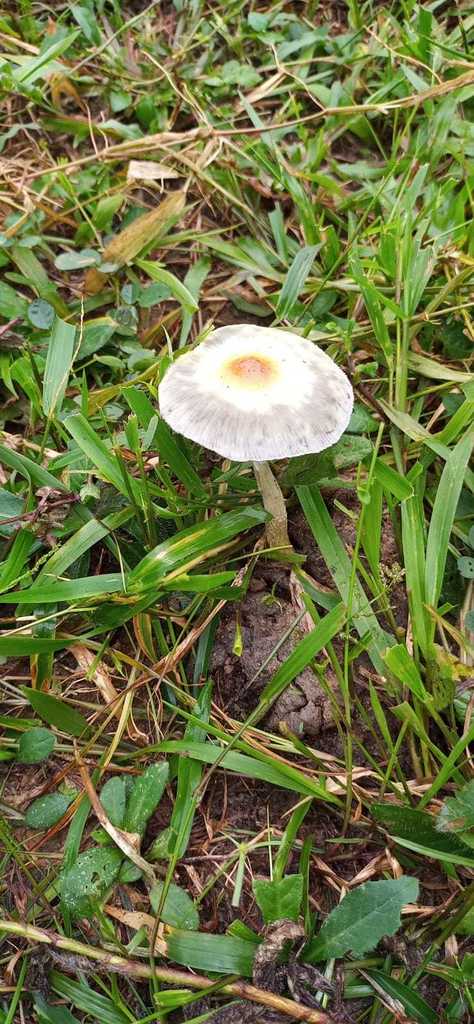 Psilocybe cubensis · April 2022 · photo: © leviathan2311 (iNaturalist, cc-by-sa)