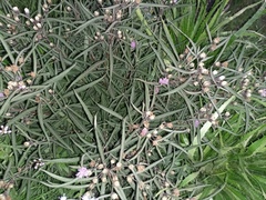 Lessingianthus rubricaulis