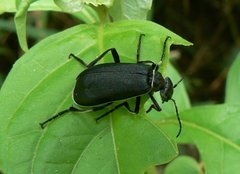 Epicauta vidua