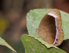 Mycalesis anaxias