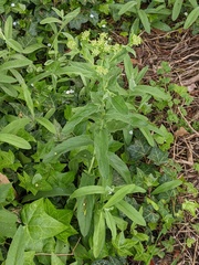 Lepidium draba