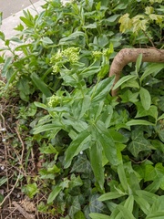 Lepidium draba