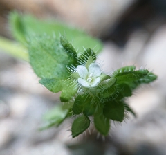 Veronica sibthorpioides