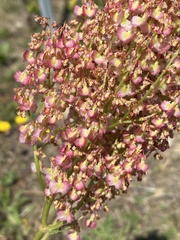 Rumex thyrsoides