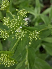Lepidium draba