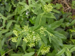 Lepidium draba