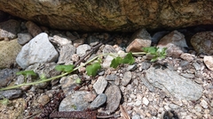 Veronica sibthorpioides