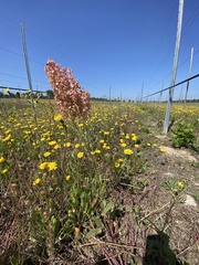 Rumex thyrsoides