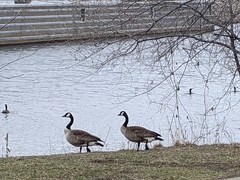 Branta canadensis