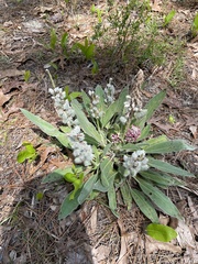Lupinus villosus