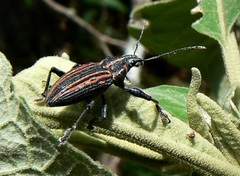 Naupactus rivulosus