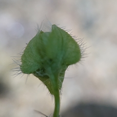 Veronica sibthorpioides