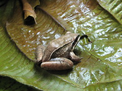 Leptodactylus mystaceus