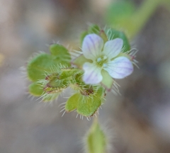 Veronica sibthorpioides