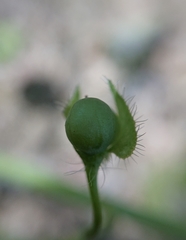 Veronica sibthorpioides