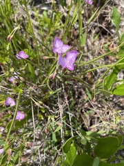 Callisia ornata