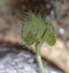 Veronica sibthorpioides