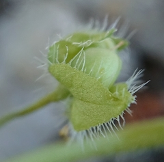 Veronica sibthorpioides