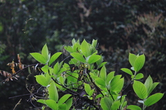 Ehretia dicksonii
