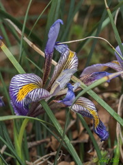 Iris unguicularis cretensis