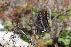 Charaxes pelias