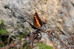 Charaxes pelias