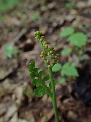 Botrychium matricariifolium