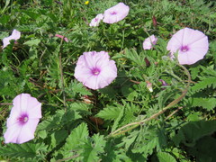 Convolvulus althaeoides