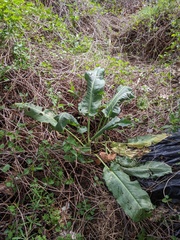 Rumex cristatus