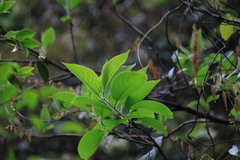 Ehretia dicksonii