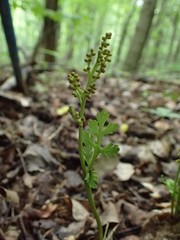 Botrychium matricariifolium