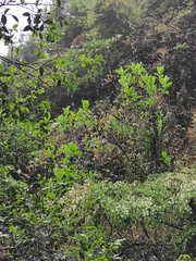Ehretia dicksonii