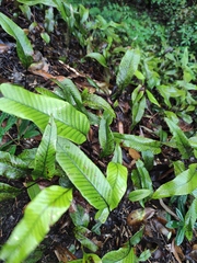 Pyrrosia lingua