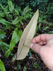 Pyrrosia lingua