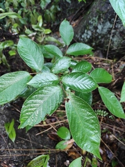 Photinia parvifolia